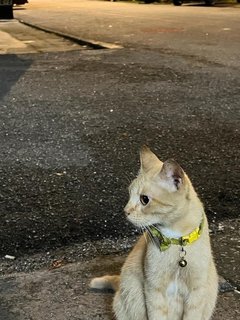 Alizeh - Domestic Medium Hair Cat