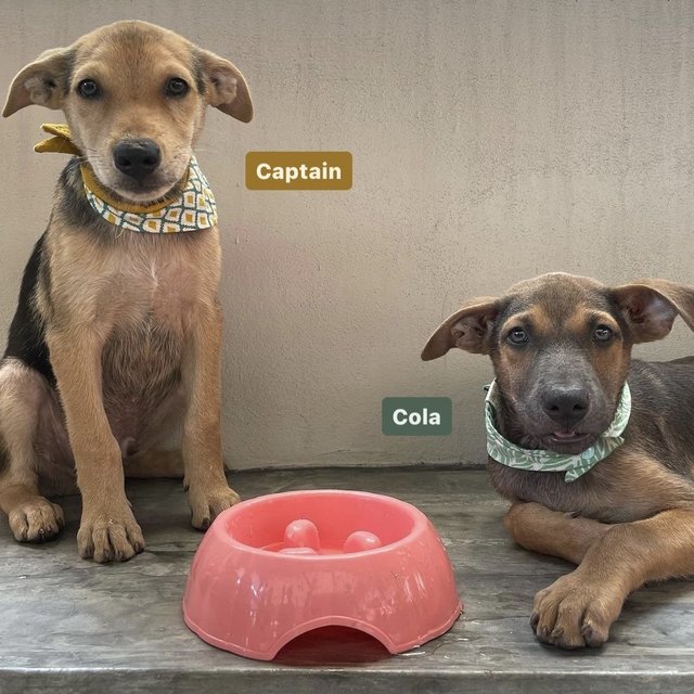 Captain &amp; Cola - Mixed Breed Dog
