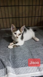 Jisoo &amp; Blackpink 🩷 - Domestic Short Hair Cat