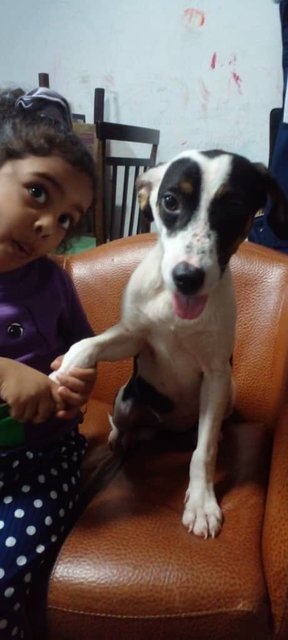 Annie  - Pit Bull Terrier + Border Collie Dog