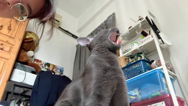 Dennis &amp; Tetel - Domestic Medium Hair Cat