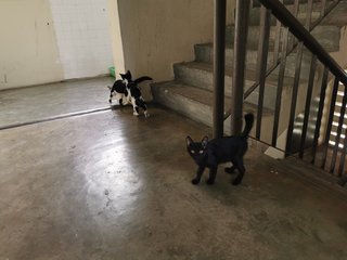Kittens Available In Ipoh For Adoption - Domestic Medium Hair Cat