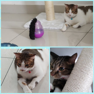 Maru &amp; Max (Siblings) - Domestic Short Hair Cat