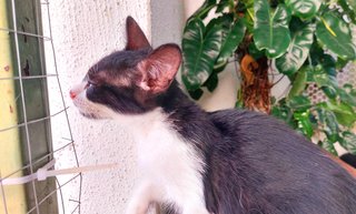Mayu - Domestic Short Hair Cat