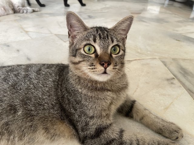 PF125966 - Tabby Cat