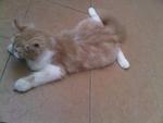 Tomei - Domestic Long Hair Cat