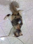 Oleo - Domestic Long Hair Cat
