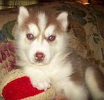 Cute Siberian Husky Puppy - Siberian Husky Dog