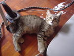 Tigger - Domestic Short Hair Cat