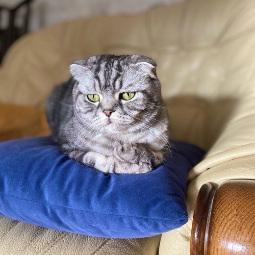 Pudra - Scottish Fold Cat