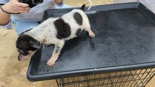 Hugo - Mixed Breed Dog