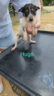 Hugo - Mixed Breed Dog