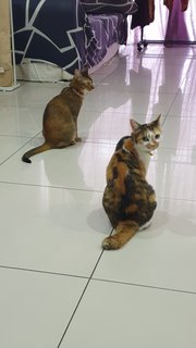 Shelby &amp; Cosmo - Domestic Short Hair Cat