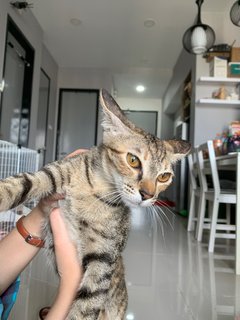 Cimo - Domestic Short Hair Cat