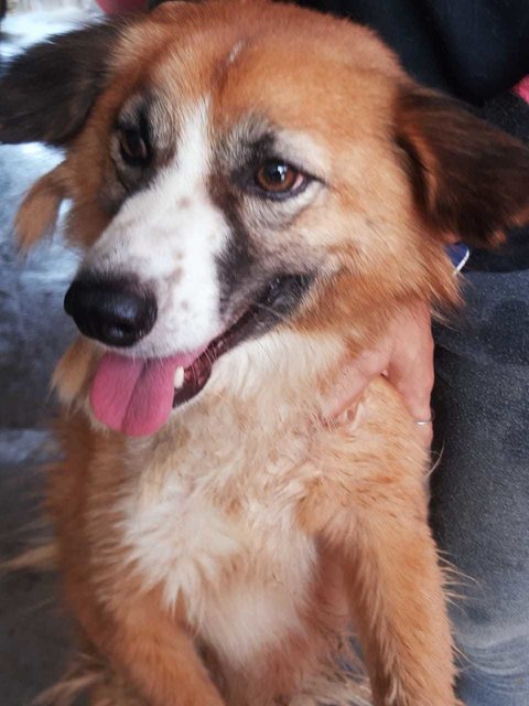 Amy Kong Kong - Border Collie Mix Dog