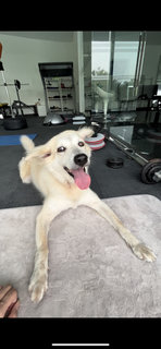Sweety - Great Pyrenees Dog