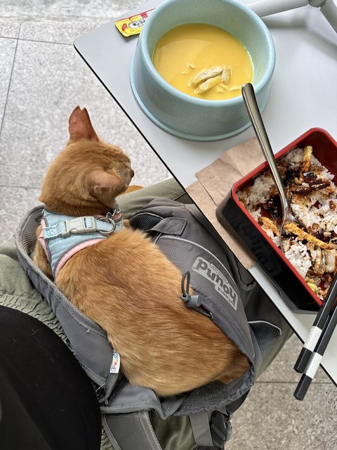 Great cafe cat!