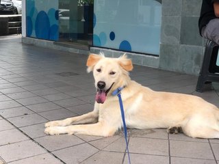 Duke - Mixed Breed Dog