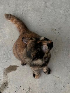 Tabby - Tortoiseshell + Domestic Medium Hair Cat