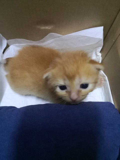 Baby Oyen - Domestic Medium Hair Cat