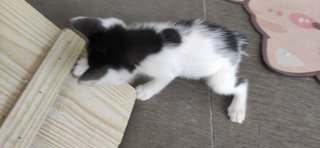 Sasha - Domestic Short Hair Cat