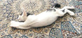 Sasha - Domestic Short Hair Cat