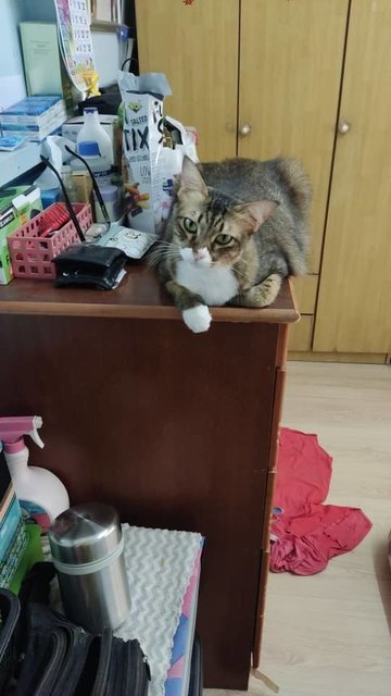 Xiao Guai - Domestic Medium Hair Cat