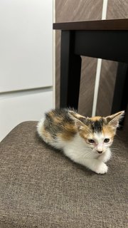 Wanda - Domestic Medium Hair Cat