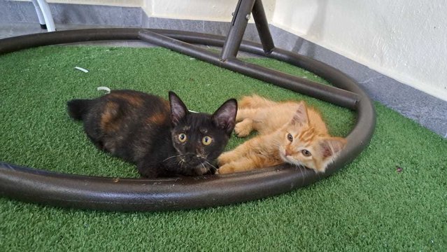 Melur &amp; Kasih - Domestic Short Hair Cat
