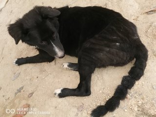 Ginger - Border Collie + Terrier Dog