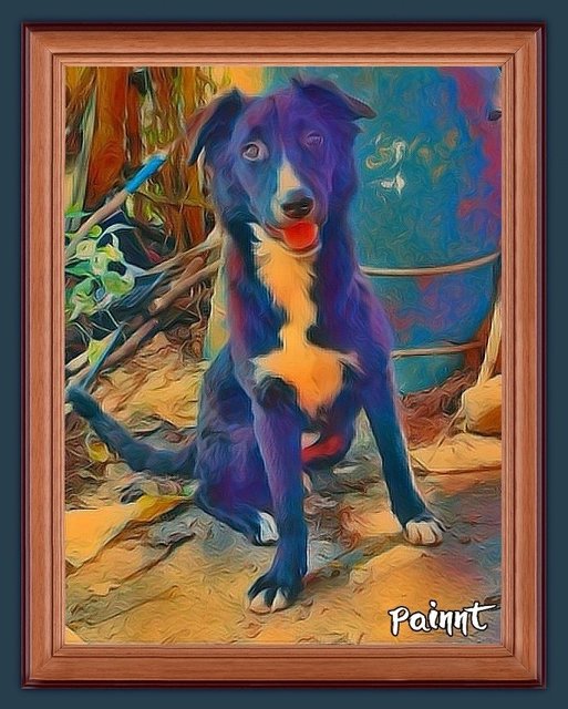 Ginger - Border Collie + Terrier Dog