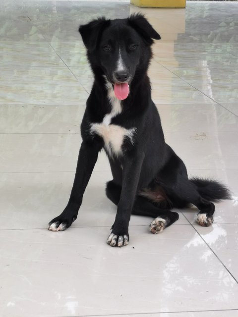 Ginger - Border Collie + Terrier Dog