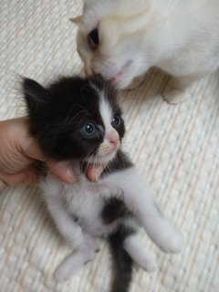 Batman - American Curl Cat