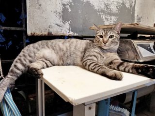 Panther/chiko - Domestic Short Hair Cat