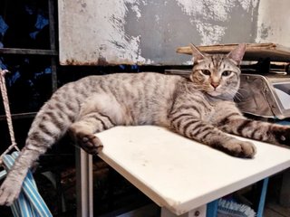 Panther/chiko - Domestic Short Hair Cat