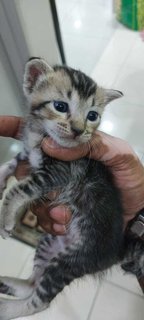 Kittens - Domestic Medium Hair Cat