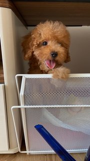 2 and half month Teddy