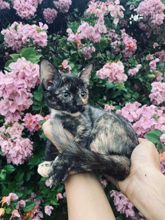 Kitty - Calico Cat