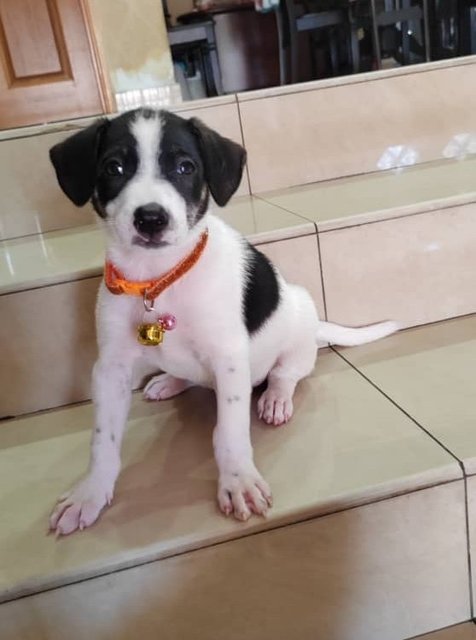 Lucas. - Jack Russell Terrier + Rat Terrier Dog