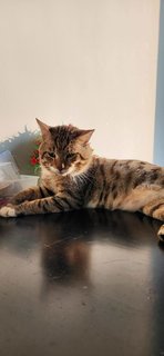 Daha - Bengal + Domestic Short Hair Cat