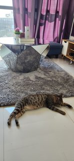 Daha - Bengal + Domestic Short Hair Cat