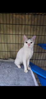 Philip🌷 - Domestic Short Hair Cat