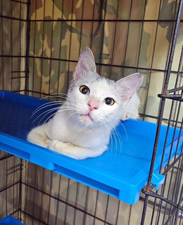 Philip🌷 - Domestic Short Hair Cat