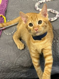 Handsome Orange Baby  - Domestic Short Hair Cat