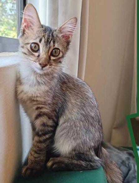 Pioneer  - Domestic Short Hair Cat