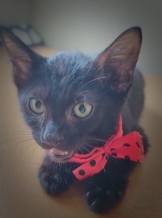 Heimi  - 3 months, male .