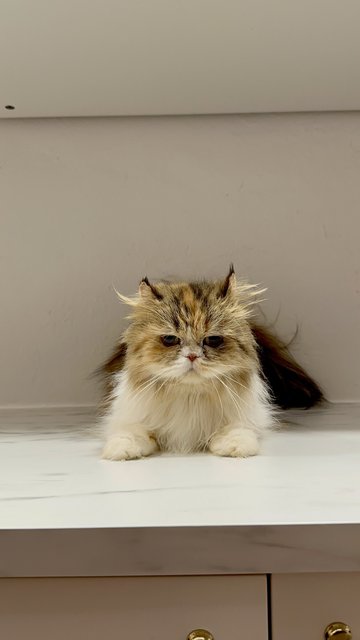 Lily - American Curl + Persian Cat