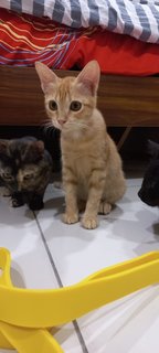 Cookie And Siblings  - Domestic Short Hair Cat