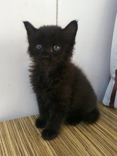 Cat -kofi - Maine Coon + Domestic Long Hair Cat