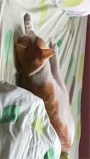 Luna - Domestic Short Hair Cat